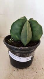 ASTROPHYTUM MYRIOSTIGMA  Nº 1056 – vaso 15 - Imagem 2