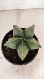 ASTROPHYTUM MYRIOSTIGMA  Nº 1056 – vaso 15 - Imagem 3