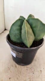 ASTROPHYTUM MYRIOSTIGMA  Nº 1056 – vaso 15 - Imagem 8