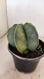 ASTROPHYTUM MYRIOSTIGMA  Nº 1056 – vaso 15 - Imagem 7