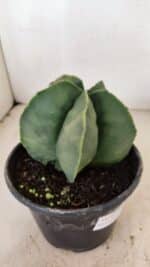 ASTROPHYTUM MYRIOSTIGMA  Nº 1056 – vaso 15 - Imagem 6