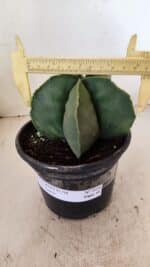 ASTROPHYTUM MYRIOSTIGMA  Nº 1056 – vaso 15 - Imagem 4