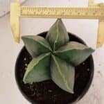 ASTROPHYTUM MYRIOSTIGMA  Nº 1056 – vaso 15