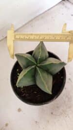 ASTROPHYTUM MYRIOSTIGMA  Nº 1056 – vaso 15