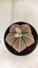 ASTROPHYTUM MYRIOSTIGMA  Nº 1058 – vaso 15 - Imagem 3