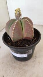 ASTROPHYTUM MYRIOSTIGMA  Nº 1058 – vaso 15 - Imagem 8