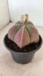 ASTROPHYTUM MYRIOSTIGMA  Nº 1058 – vaso 15 - Imagem 7