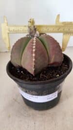 ASTROPHYTUM MYRIOSTIGMA  Nº 1058 – vaso 15 - Imagem 4