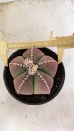 ASTROPHYTUM MYRIOSTIGMA  Nº 1058 – vaso 15