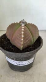 ASTROPHYTUM MYRIOSTIGMA "4 Quinas" Nº 1061 – vaso 15 - Imagem 2