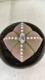 ASTROPHYTUM MYRIOSTIGMA "4 Quinas" Nº 1061 – vaso 15 - Imagem 3