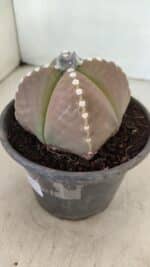 ASTROPHYTUM MYRIOSTIGMA "4 Quinas" Nº 1061 – vaso 15 - Imagem 9