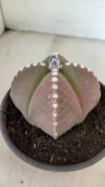 ASTROPHYTUM MYRIOSTIGMA "4 Quinas" Nº 1061 – vaso 15 - Imagem 8