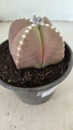 ASTROPHYTUM MYRIOSTIGMA "4 Quinas" Nº 1061 – vaso 15 - Imagem 7