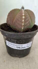 ASTROPHYTUM MYRIOSTIGMA "4 Quinas" Nº 1061 – vaso 15 - Imagem 6