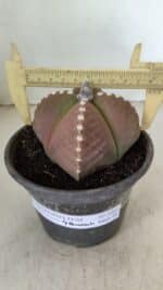 ASTROPHYTUM MYRIOSTIGMA "4 Quinas" Nº 1061 – vaso 15 - Imagem 4