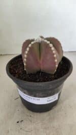 ASTROPHYTUM MYRIOSTIGMA  Nº 1062 – vaso 15 - Imagem 2