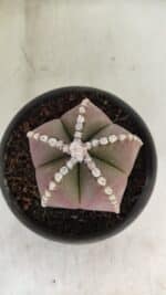 ASTROPHYTUM MYRIOSTIGMA  Nº 1062 – vaso 15 - Imagem 3