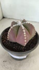 ASTROPHYTUM MYRIOSTIGMA  Nº 1062 – vaso 15 - Imagem 9