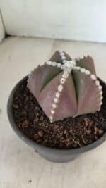 ASTROPHYTUM MYRIOSTIGMA  Nº 1062 – vaso 15 - Imagem 6