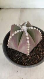 ASTROPHYTUM MYRIOSTIGMA  Nº 1062 – vaso 15 - Imagem 8