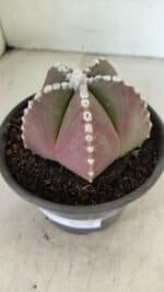 ASTROPHYTUM MYRIOSTIGMA  Nº 1062 – vaso 15 - Imagem 7