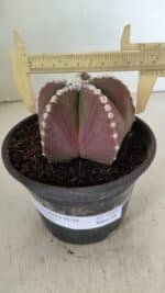 ASTROPHYTUM MYRIOSTIGMA  Nº 1062 – vaso 15 - Imagem 4