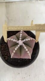 ASTROPHYTUM MYRIOSTIGMA  Nº 1062 – vaso 15