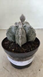 ASTROPHYTUM MYRIOSTIGMA  Nº 1063 – vaso 11 - Imagem 2