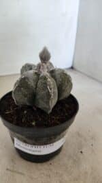 ASTROPHYTUM MYRIOSTIGMA  Nº 1063 – vaso 11 - Imagem 10