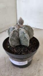 ASTROPHYTUM MYRIOSTIGMA  Nº 1063 – vaso 11 - Imagem 9