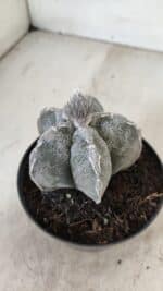 ASTROPHYTUM MYRIOSTIGMA  Nº 1063 – vaso 11 - Imagem 8