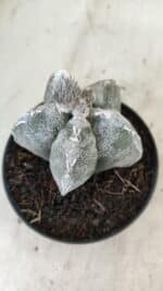 ASTROPHYTUM MYRIOSTIGMA  Nº 1063 – vaso 11 - Imagem 7