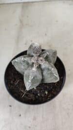 ASTROPHYTUM MYRIOSTIGMA  Nº 1063 – vaso 11 - Imagem 6