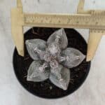 ASTROPHYTUM MYRIOSTIGMA  Nº 1063 – vaso 11