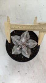 ASTROPHYTUM MYRIOSTIGMA  Nº 1063 – vaso 11