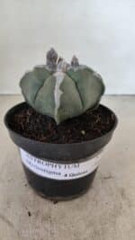 ASTROPHYTUM MYRIOSTIGMA "4 QUINAS"  Nº 1062 – vaso 11 - Imagem 2
