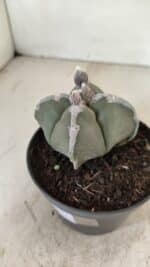 ASTROPHYTUM MYRIOSTIGMA "4 QUINAS"  Nº 1062 – vaso 11 - Imagem 8