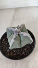 ASTROPHYTUM MYRIOSTIGMA "4 QUINAS"  Nº 1062 – vaso 11 - Imagem 6
