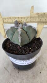 ASTROPHYTUM MYRIOSTIGMA "4 QUINAS"  Nº 1062 – vaso 11 - Imagem 4