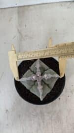 ASTROPHYTUM MYRIOSTIGMA "4 QUINAS"  Nº 1062 – vaso 11