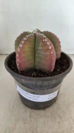 ASTROPHYTUM MYRIOSTIGMA Nº 885 – vaso 15 - Imagem 2