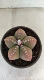 ASTROPHYTUM MYRIOSTIGMA Nº 885 – vaso 15 - Imagem 3