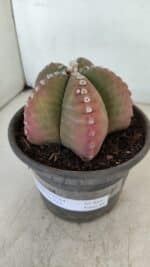 ASTROPHYTUM MYRIOSTIGMA Nº 885 – vaso 15 - Imagem 9