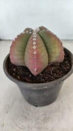 ASTROPHYTUM MYRIOSTIGMA Nº 885 – vaso 15 - Imagem 8