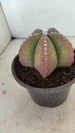 ASTROPHYTUM MYRIOSTIGMA Nº 885 – vaso 15 - Imagem 7