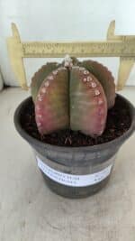 ASTROPHYTUM MYRIOSTIGMA Nº 885 – vaso 15 - Imagem 4