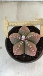 ASTROPHYTUM MYRIOSTIGMA Nº 885 – vaso 15