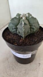 ASTROPHYTUM MYRIOSTIGMA "Fukuryu"  Nº 1057 – vaso 15 - Imagem 9