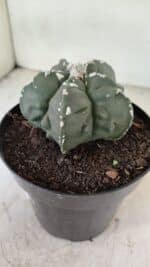 ASTROPHYTUM MYRIOSTIGMA "Fukuryu"  Nº 1057 – vaso 15 - Imagem 6